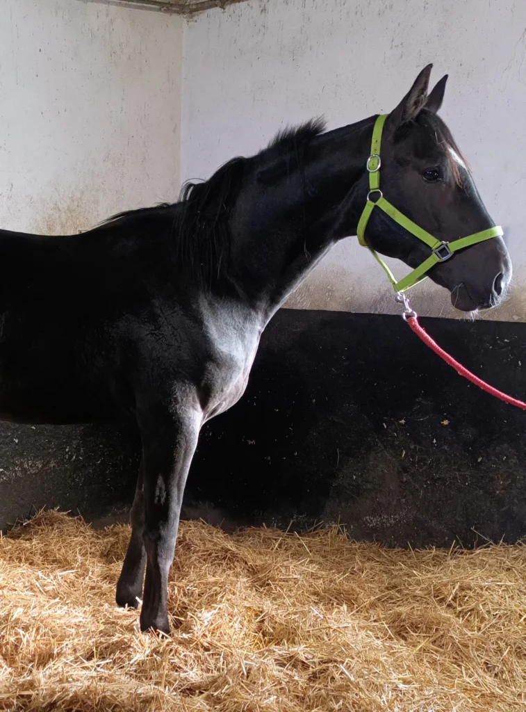 SCP DES DOCTEURS VETERINAIRES DIZIEN – LEGRU – LEGRU-SARRAZIN – HEBERT – GRUEL – RAUTENBACH