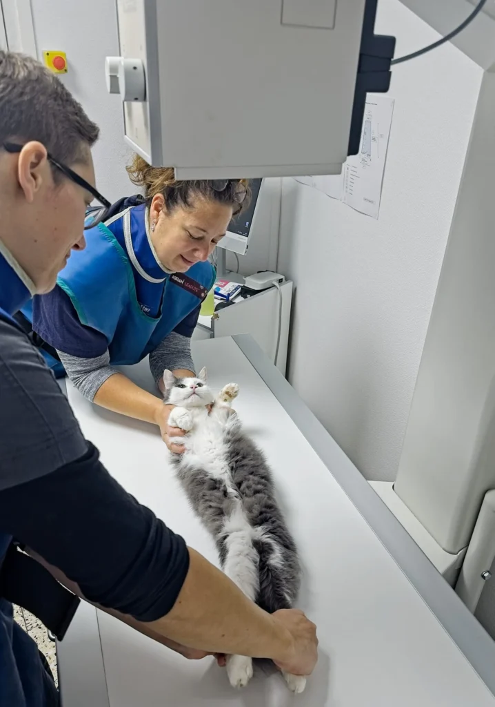 SCP DES DOCTEURS VETERINAIRES DIZIEN – LEGRU – LEGRU-SARRAZIN – HEBERT – GRUEL – RAUTENBACH