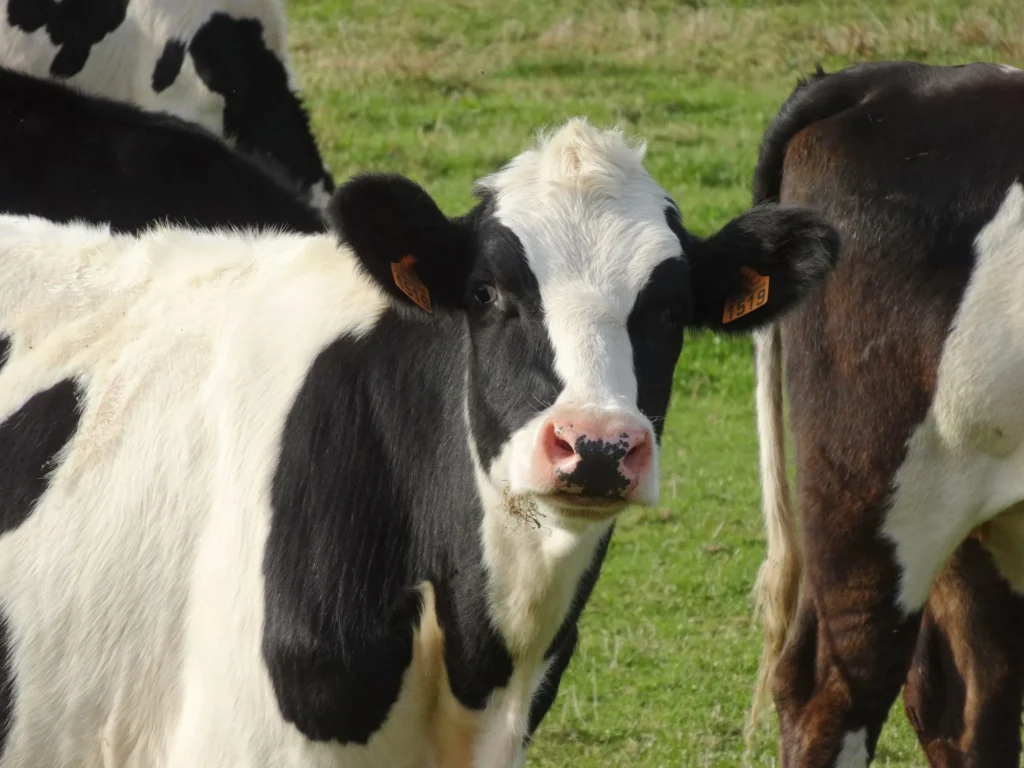 SCP DES DOCTEURS VETERINAIRES DIZIEN – LEGRU – LEGRU-SARRAZIN – HEBERT – GRUEL – RAUTENBACH