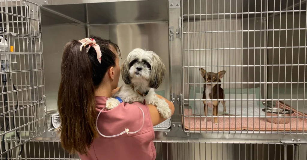 SELAS DE VETERINAIRES CARRE SAINT REMY
