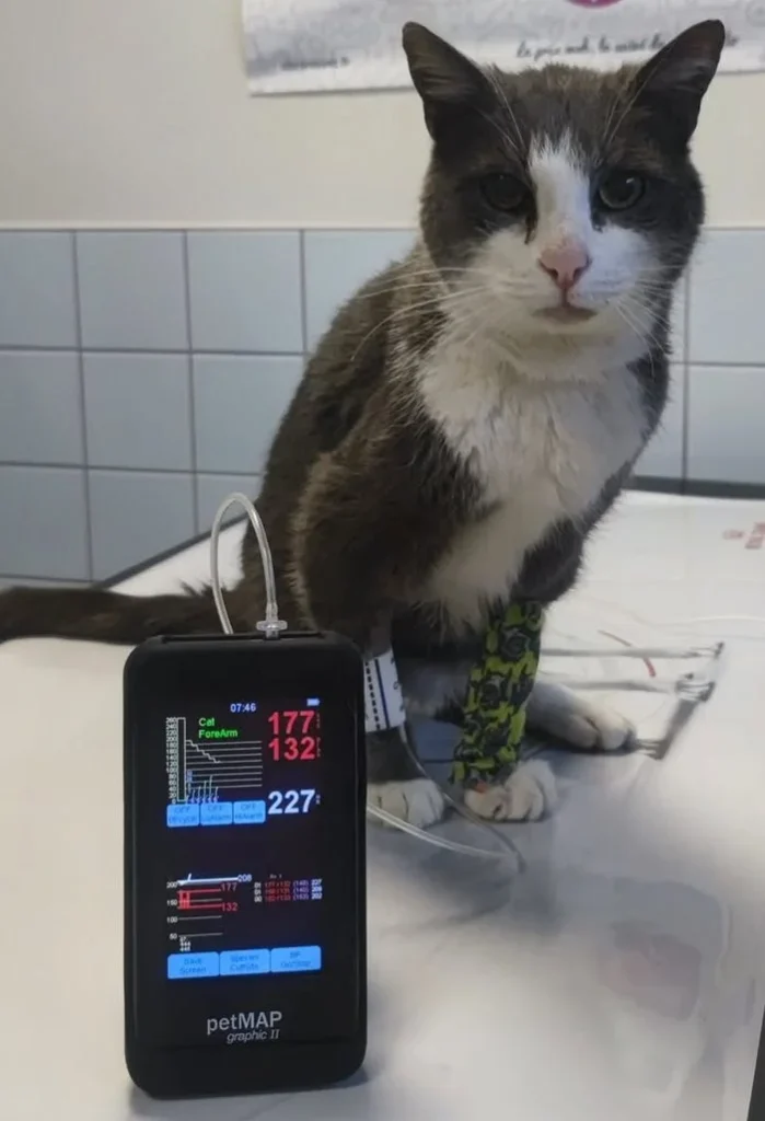 CLINIQUE VETERINAIRE DE COLLERET