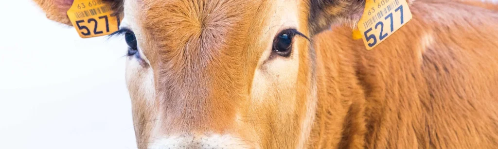 SOCIETE CIVILE PROFESSIONNELLE VETERINAIRE DES CHAMBONS
