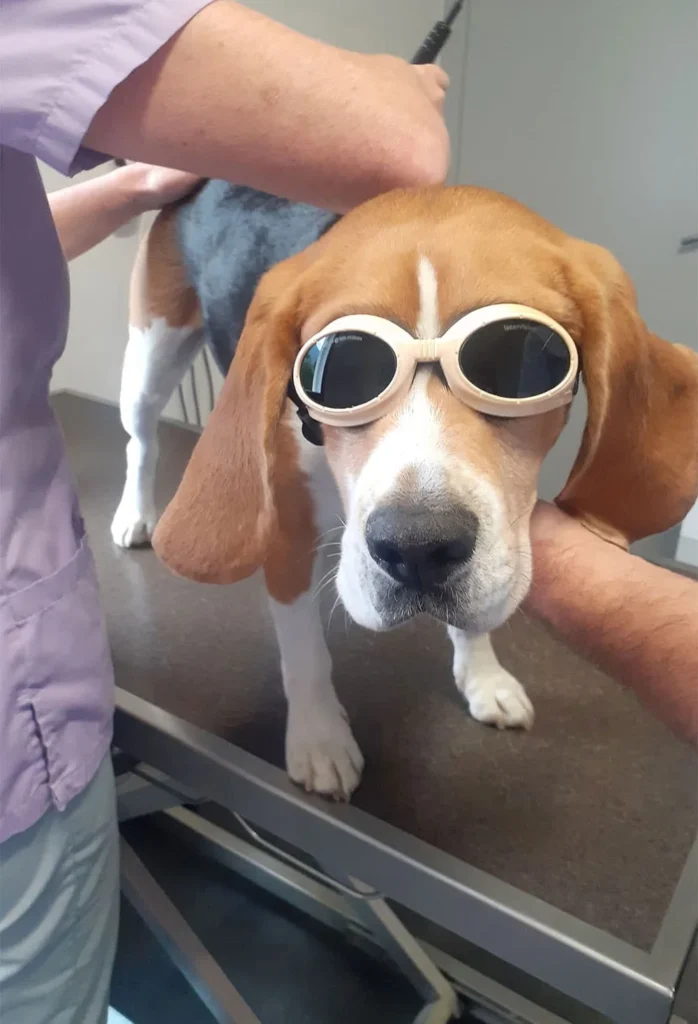 CLINIQUE VETERINAIRE DU CHIRIAC