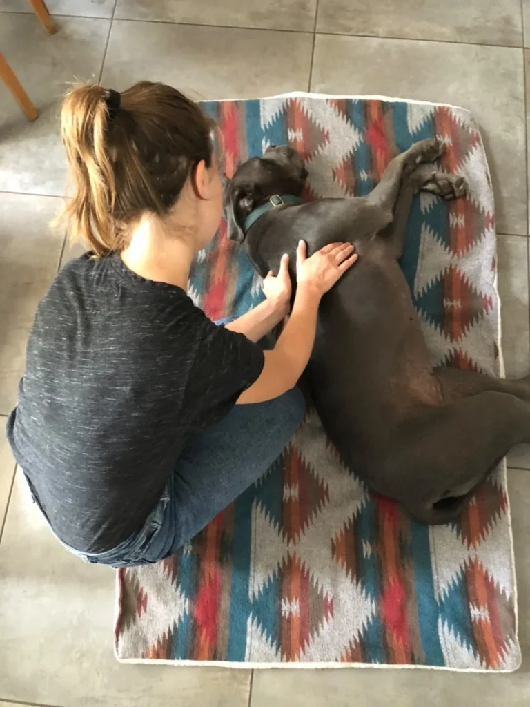 JULIE PUJOL (JULIE PUJOL – OSTEOPATHE POUR ANIMAUX)