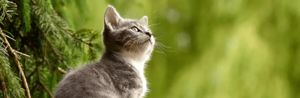 SELARL VETERINAIRE DU TILLEUL (VETERINAIRE DU TILLEUL)