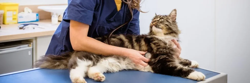 CLINIQUE VETERINAIRE COEUR DE GARCHES