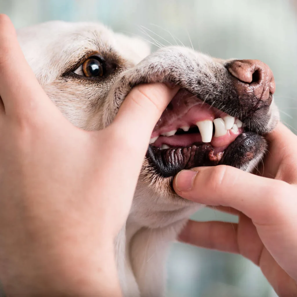 DE L&rsquo;EUROPE (CLINIQUE VETERINAIRE DE L&rsquo;EUROPE)