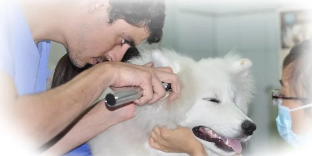 SELASU VETERINAIRE DU VIEUX NICE