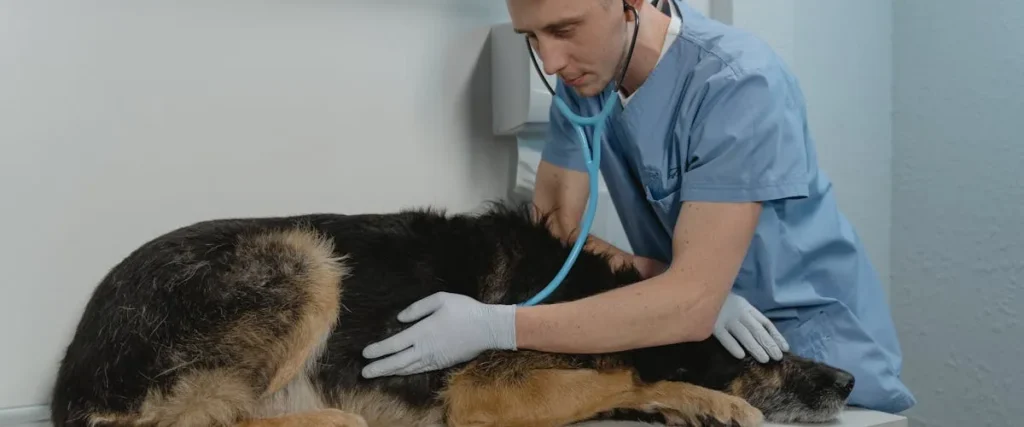 SELARL VETERINAIRE DE BEAUBLANC