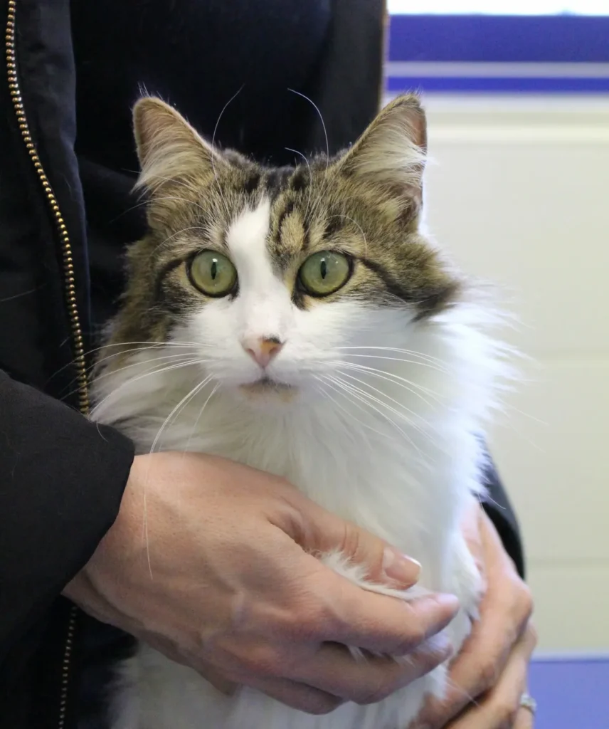 SELARL VETERINAIRE DES SABLES VERTS