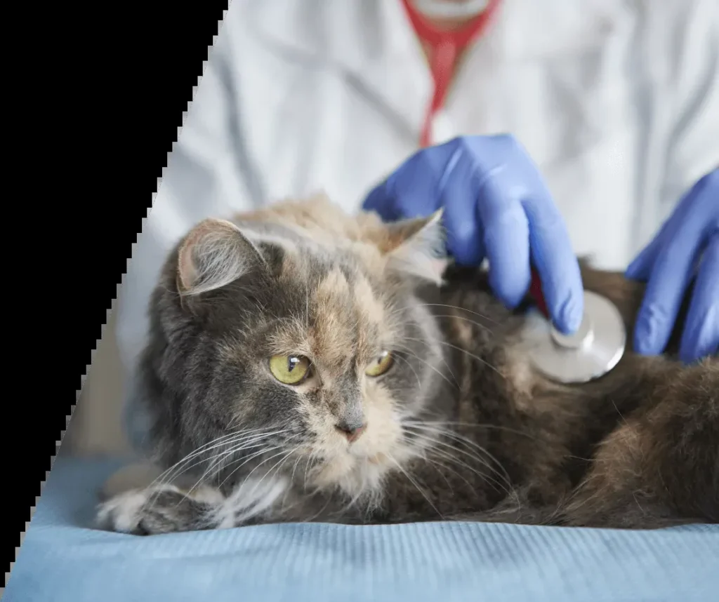 SELARL VETERINAIRE DU TILLEUL (VETERINAIRE DU TILLEUL)