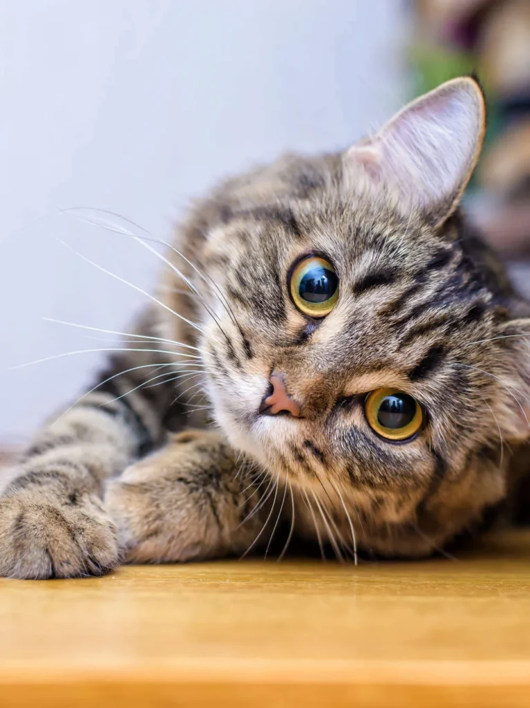 S.H.M. (CLINIQUE VETERINAIRE DE LA SALINE)