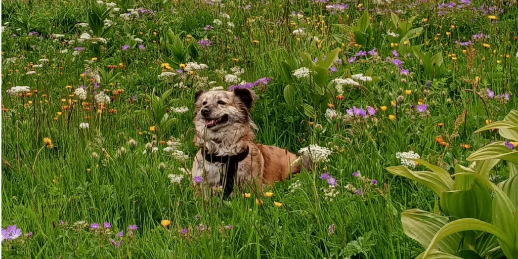 CLINIQUE VETERINAIRE DE L&rsquo;ARLY