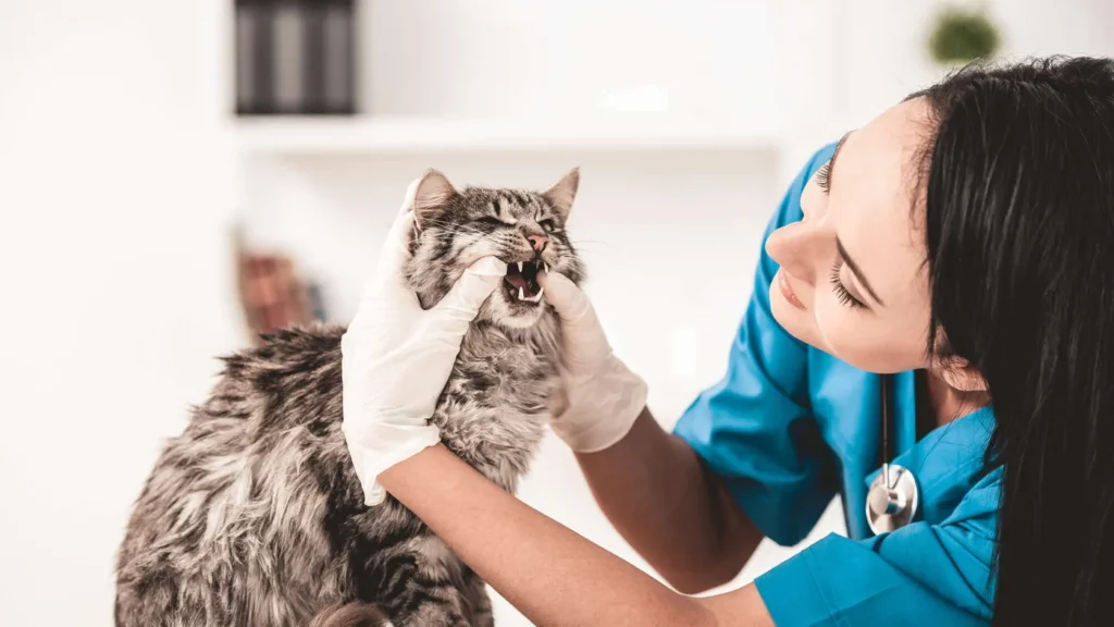 S.H.M. (CLINIQUE VETERINAIRE DE LA SALINE)