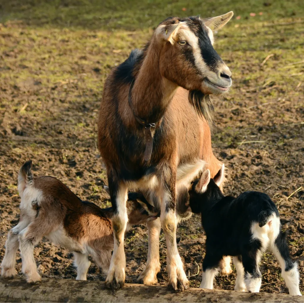 AGROVET EXPERTISE