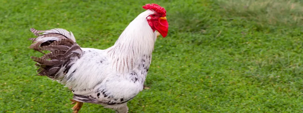 CLINIQUE VETERINAIRE ARC-EN-CIEL