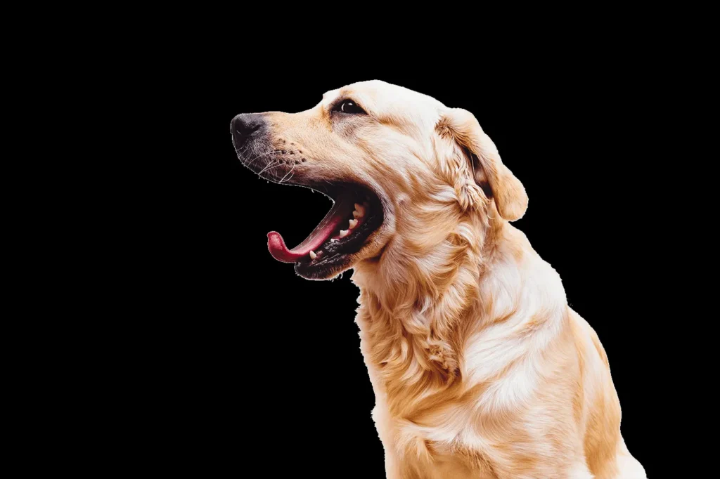 CLINIQUE VETERINAIRE DE LA HAUBETTE