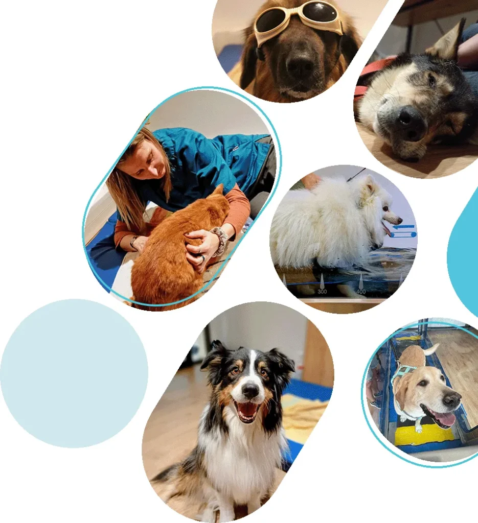 VET&rsquo;ALPES PHYSIO (CABINET VETERINAIRE VET&rsquo;ALPES PHYSIO)