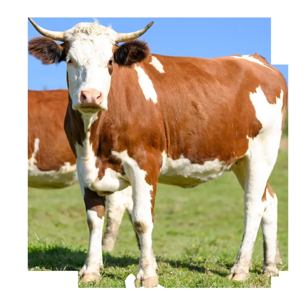 SELARL CLINIQUE VETERINAIRE LES ALLOBROGES