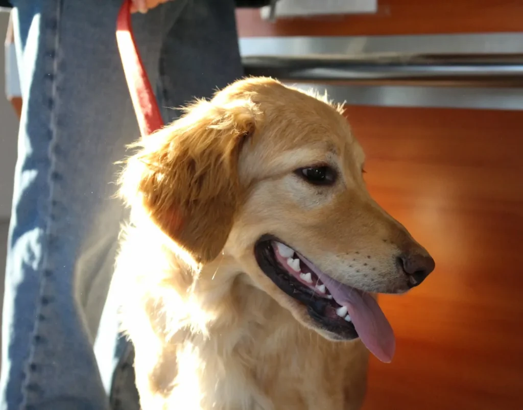 SELARL VETERINAIRE DES SABLES VERTS