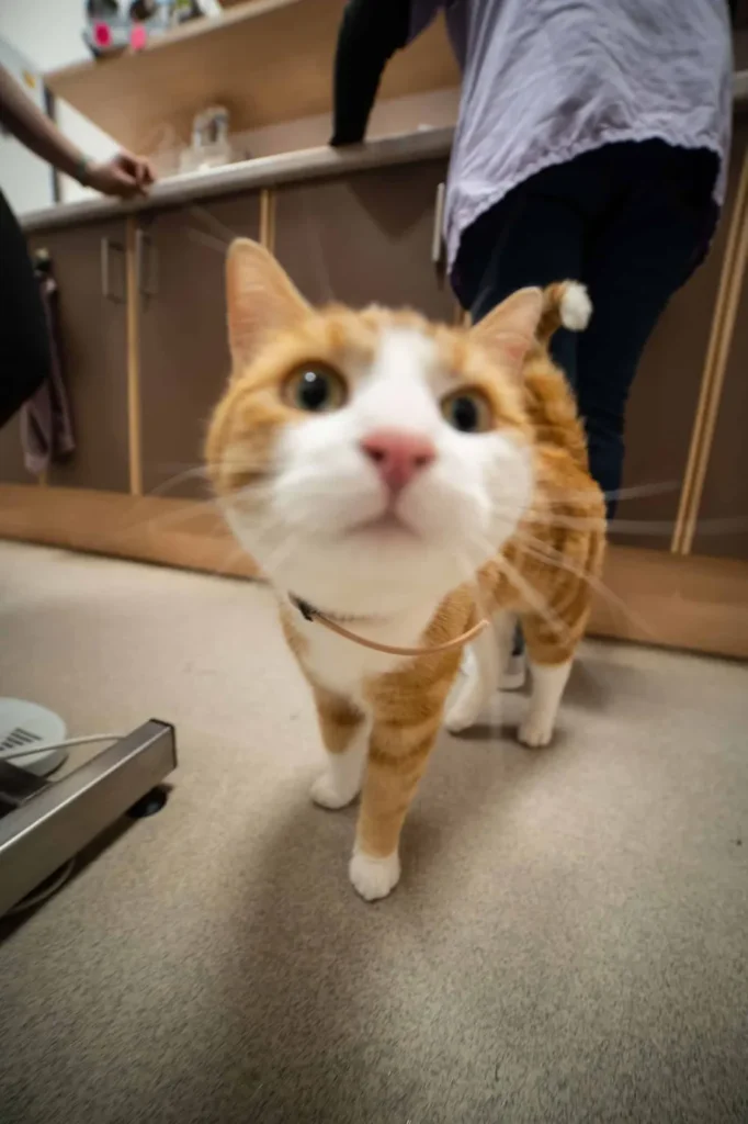 S.E.L.A.R.L. DE LA PORTE DU GATINAIS