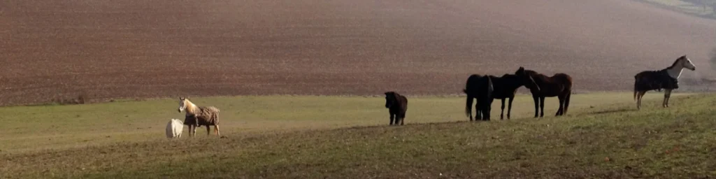 CDC VET (LA CLINIQUE DU CHEVAL)
